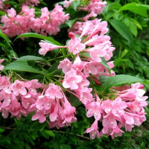 Вейгела цветущая “Розеа” в Собинкае