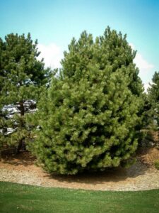 Сосна Чёрная (Pinus Nigra) в Собинкае