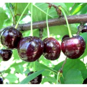 Саженцы вишни – Чудо-вишня в Собинкае