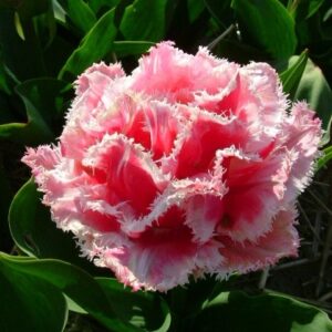 Тюльпан бахромчатый Квинсленд (QUEENSLAND) в Собинкае