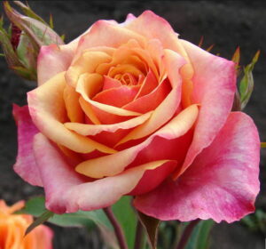Роза чайно-гибридная Черри Бренди в Собинкае