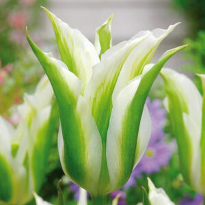 Тюльпан зеленоцветный Уайт Спринг Грин в Собинкае