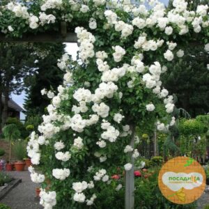 Роза плетистая Белый каскад в Собинкае