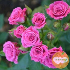 Роза Спрей розовый в Собинкае