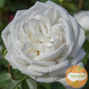 Роза Чайно-Гибридная Пьер Ардити в Собинкае