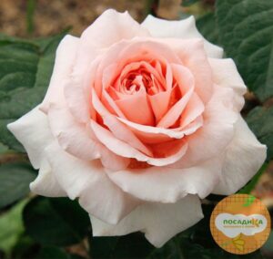 Роза чайно-гибридная  Амелия в Собинкае