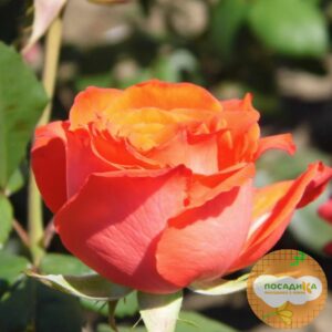 Роза Чайно-Гибридная Анжелика в Собинкае
