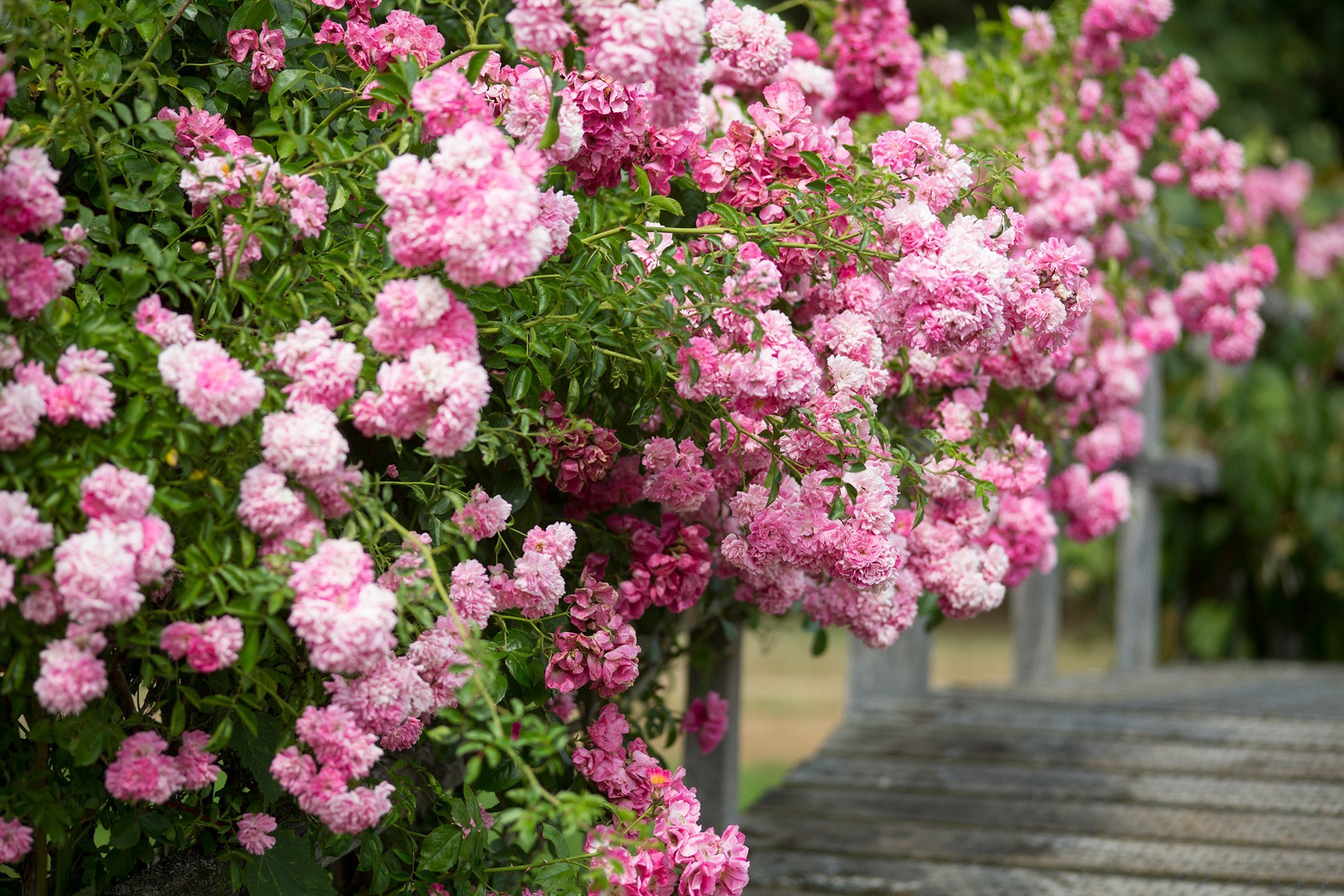 Секреты успешной посадки и выращивания розы Эксцельза: практическое руководство для начинающего цветовода